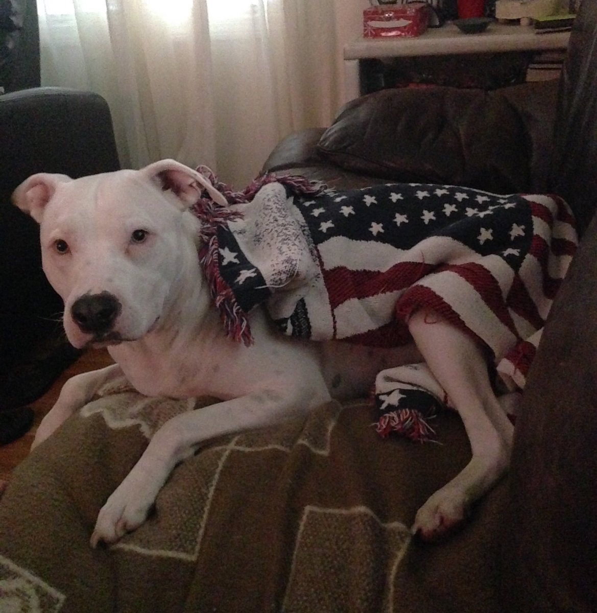 ALfromBoston's tweet photo. @MarcRothe @finerthingsshow nice! This is Nico too! https://t.co/r14brH9qtk