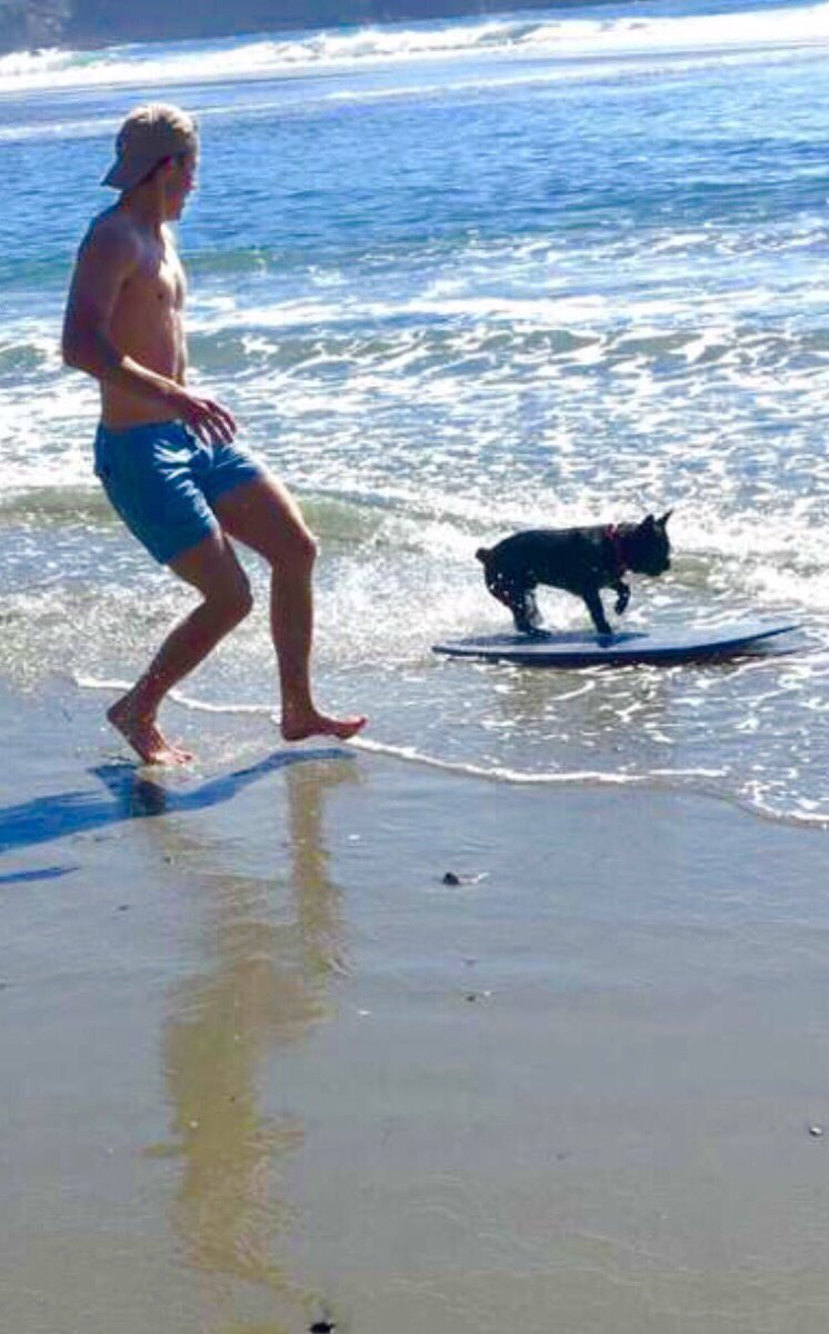 Heard of Twiggy the waterskiing squirrel? What about Roger the skimboarding frenchie