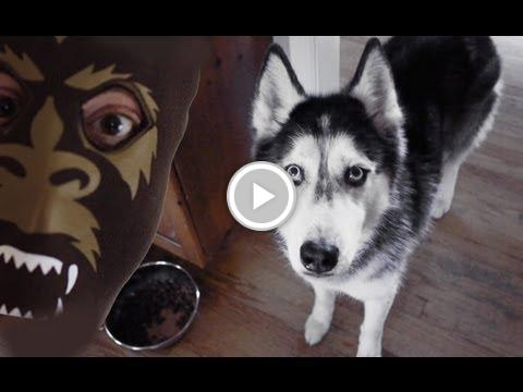 FundingF's tweet photo. Ask Mishka the Talking Husky: Does Bigfoot Exist? https://t.co/tOCEJeTnG0 #crowdfunding #pledgeX #bitcoins https://t.co/M4riqxd7k2