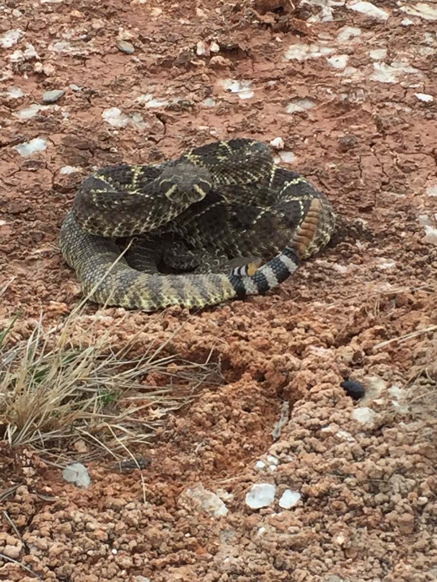 kentweems's tweet photo. @JustinBottrell I enjoyed Venom Hunters! Look for 2 snakes here! https://t.co/idJ6BodHDo