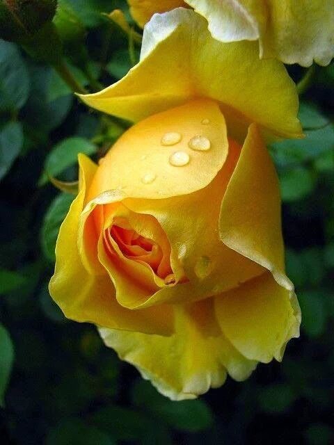 Silau25's tweet photo. 🍃🍋🍃HF&amp;Enjoy🍃🍋🍃@RosaTrunk @corriesmit1960 @RamonaLisa15 @mSiMoNefg @peac4love @somnath456 @taherehch @rosmarie1291 https://t.co/b6kNeWf7uP