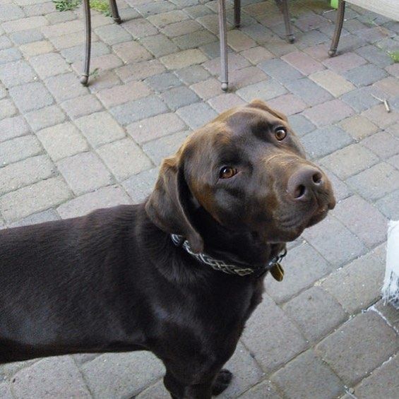 Teacupdogsdaily's tweet photo. It's Friday!!!! ๐ถ๐พ๐ #rexandfriends #adoptdontshop #CuteDogs #chocolatelab #dog #dogs #doglโฆ https://t.co/CCd61WAkM4 https://t.co/eeyJfyE7U5
