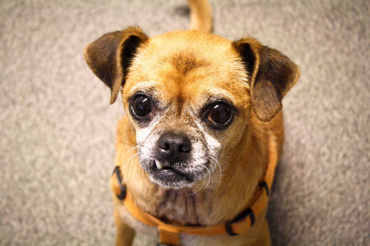 AnimalsOfAustin's tweet photo. View this sweet, adoptable snaggle-toothed Chug, CARROT on @PugRescueAustin's site! #atx #austin #adoptdontshop https://t.co/dEIejH8C4u