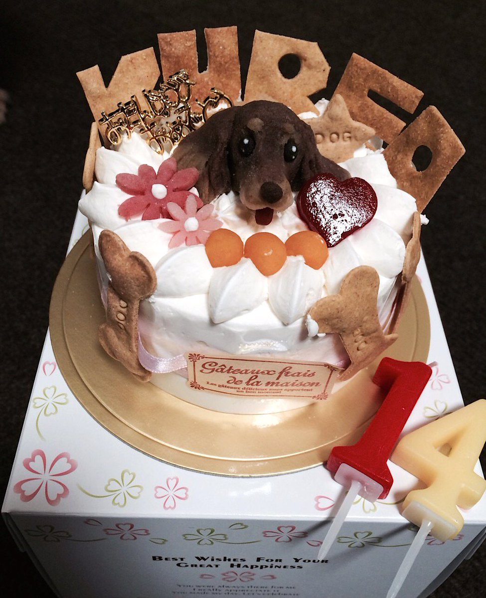 ট ইট র 辛島美登里 友人とこのワンちゃんの１４才のお誕生日ケーキがあまりにリアルすぎて O 犬用なのでぺろりとたべちゃった 人間には薄味っておい ７５才くらい 白内障が始まってゆっくり治療中 クレアおめでとう いい飼い主さんで良かったね