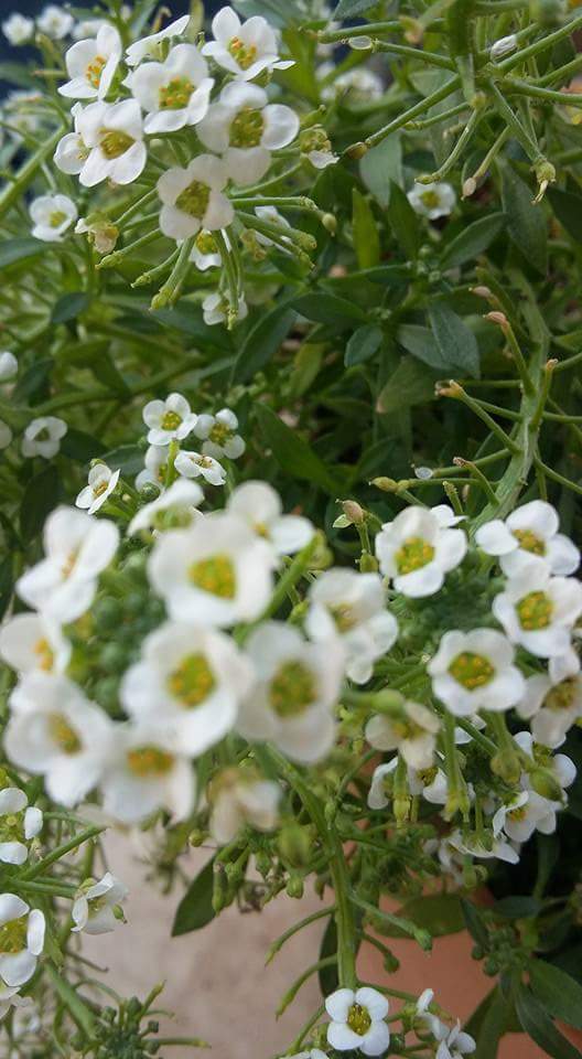 AnnieWedPlanner's tweet photo. Perfect spring wedding blooms! https://t.co/pWQps2OB2v