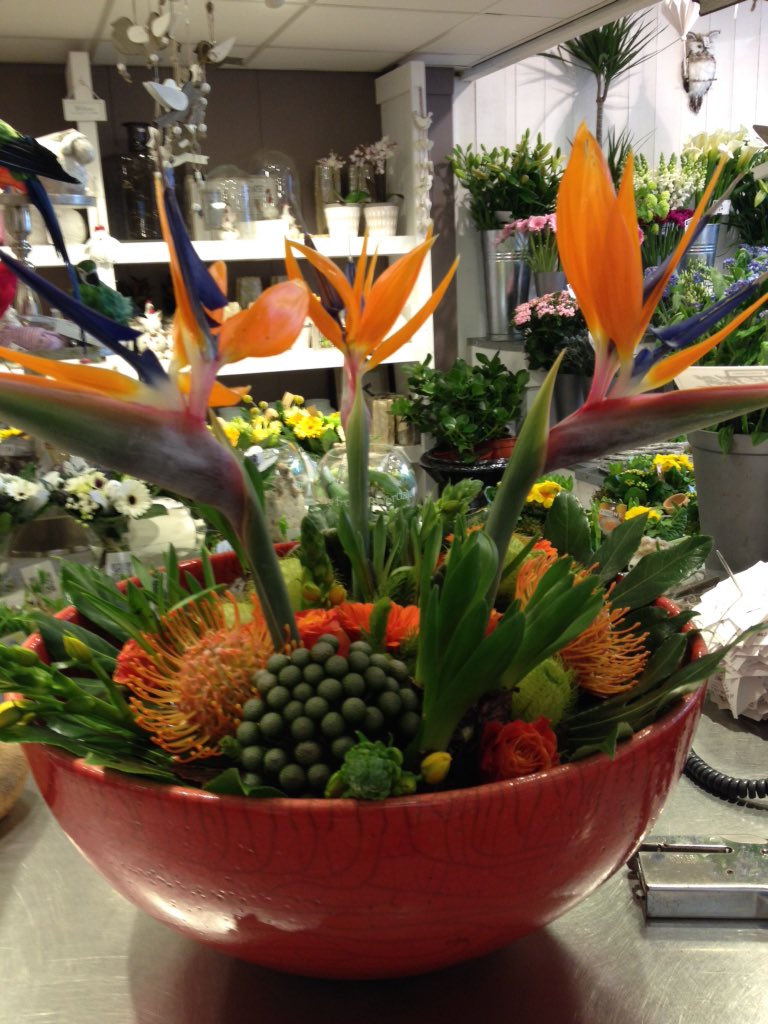 abbloemen's tweet photo. Pasen mag van ons ook best oranje zijn #strelitzia https://t.co/fp92ZQ5AgW