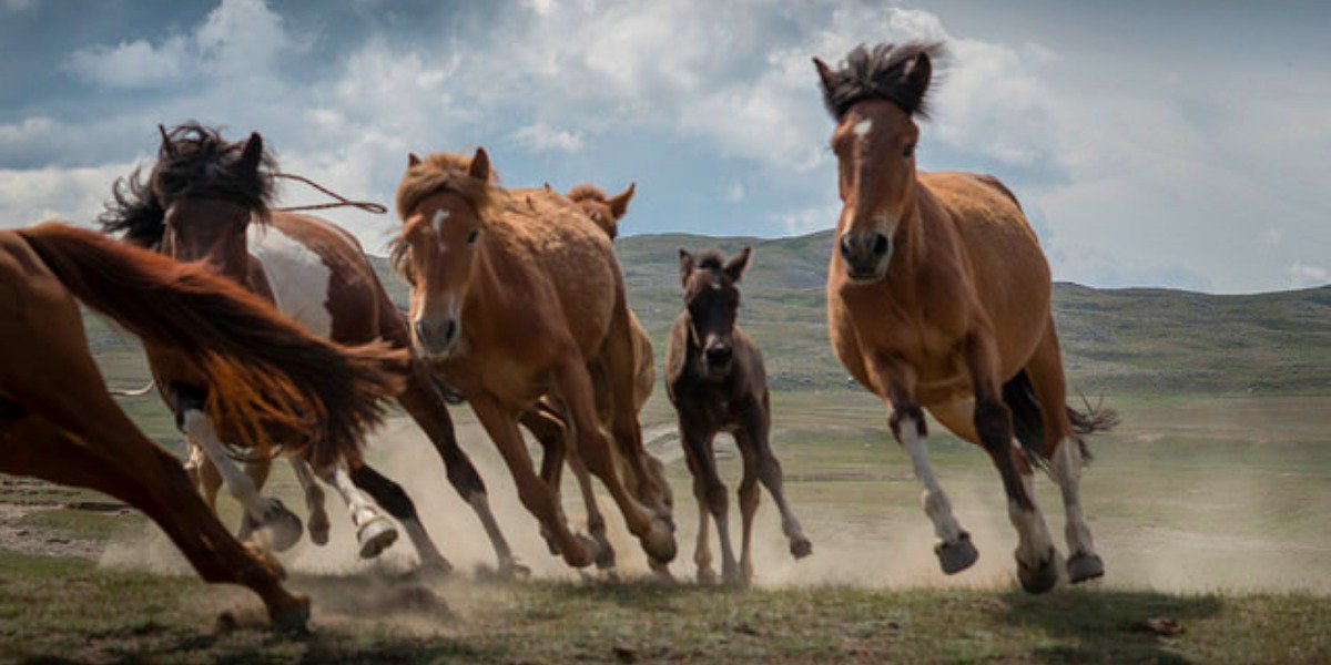 If You've Ever Considered Mustang Adoption, Now's Your Chance
 bit.ly/1RJmLmu