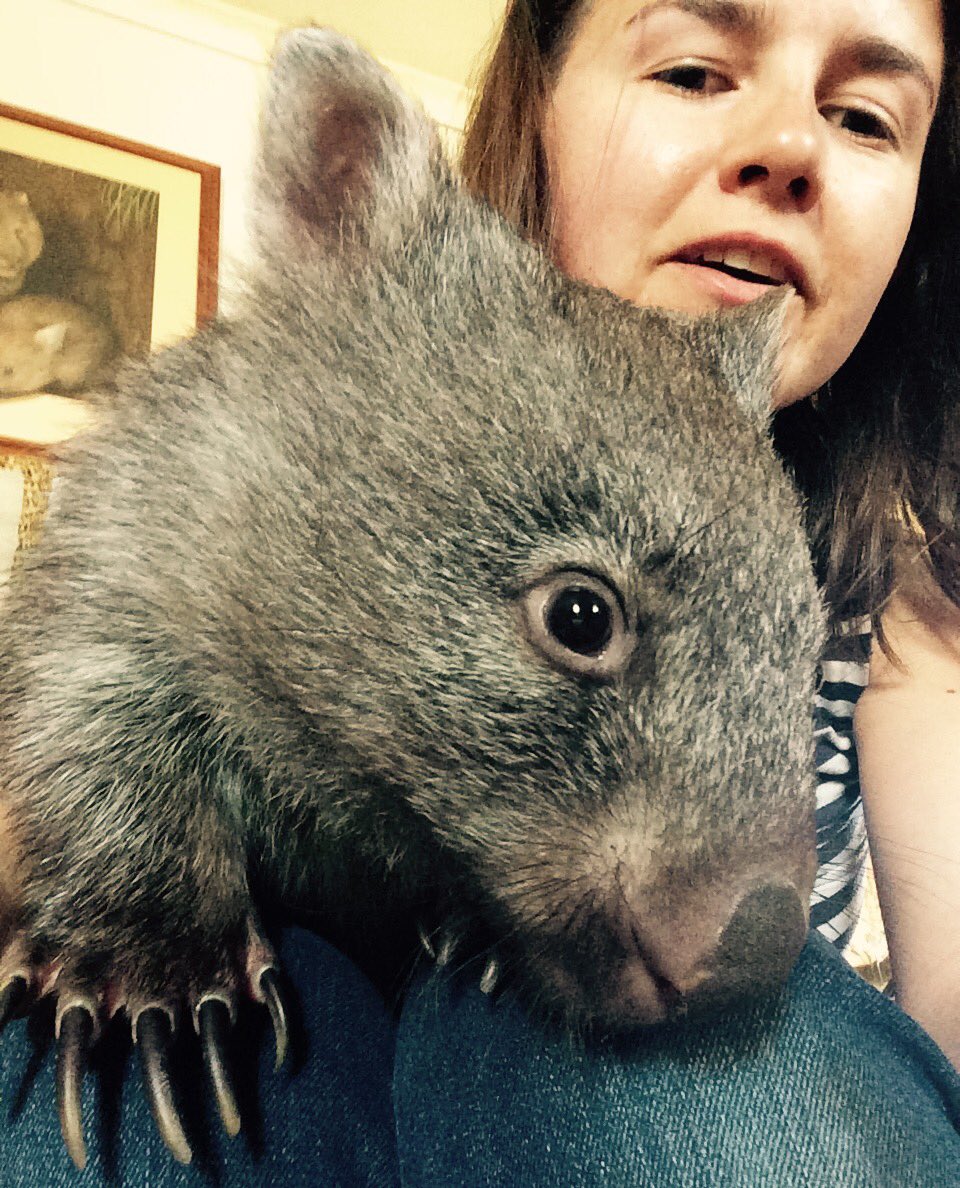 zoesg3's tweet photo. @tiffmagicworld1 Here's Jazzy the wombat, she likes to climb. I take them carrots from work, they love them! https://t.co/7eu8oyDwiq