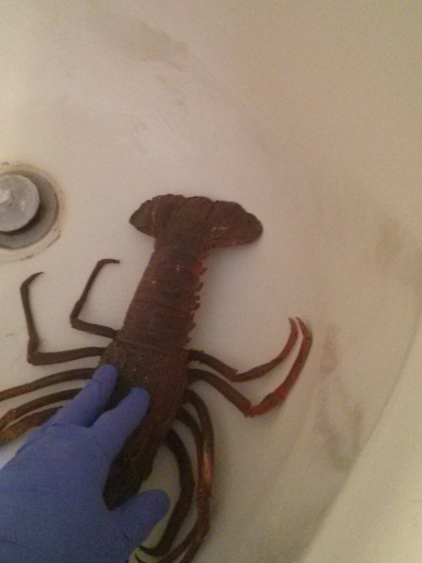 MPSLaeffington's tweet photo. Some creatures have built in weapons like #cats and #lobsters this unlicensed lobster was found in a residency today https://t.co/GuXSCkwyJr