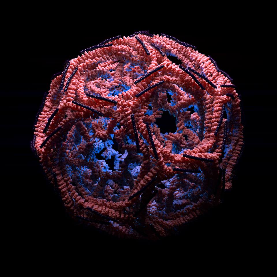jlklai's tweet photo. Clathrin formation. #protein #pdb #SciArt #science #molecule #biology #cell #cg #render #design https://t.co/HcaOMaBvrR
