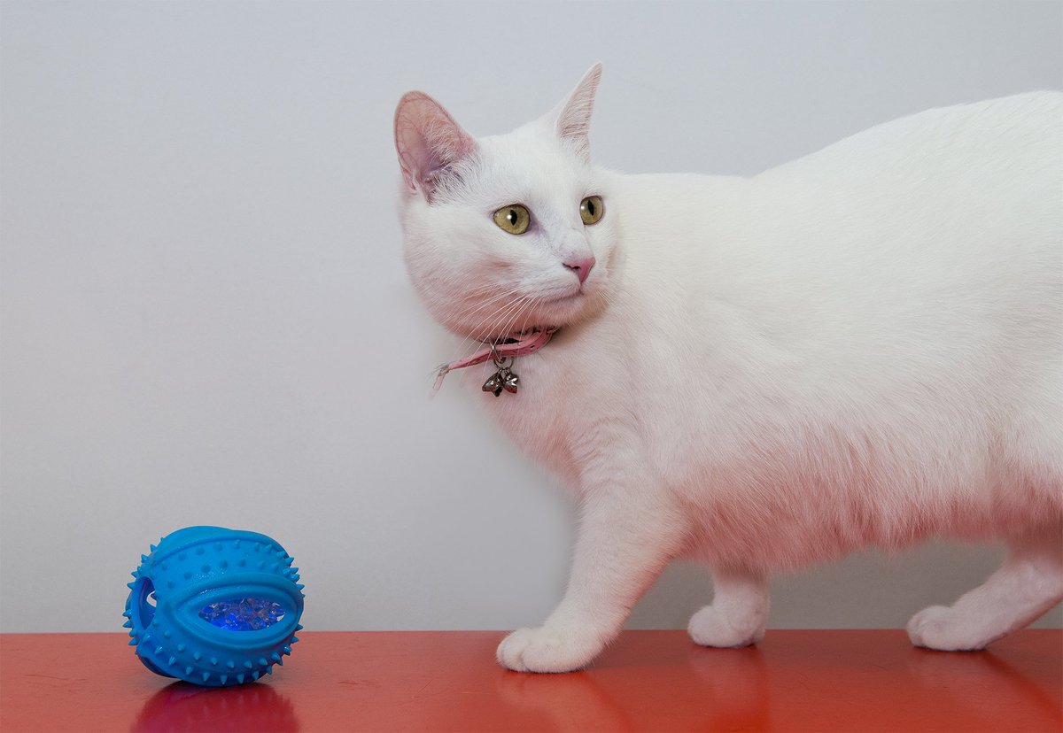 HumaneRescue's tweet photo. Sammy is the Queen of Kitty City.  Meet her at the NYA Adoption Center! https://t.co/mBCTS0TP9y #AdoptDC #AdoptWHS https://t.co/BmvCpfdIrN