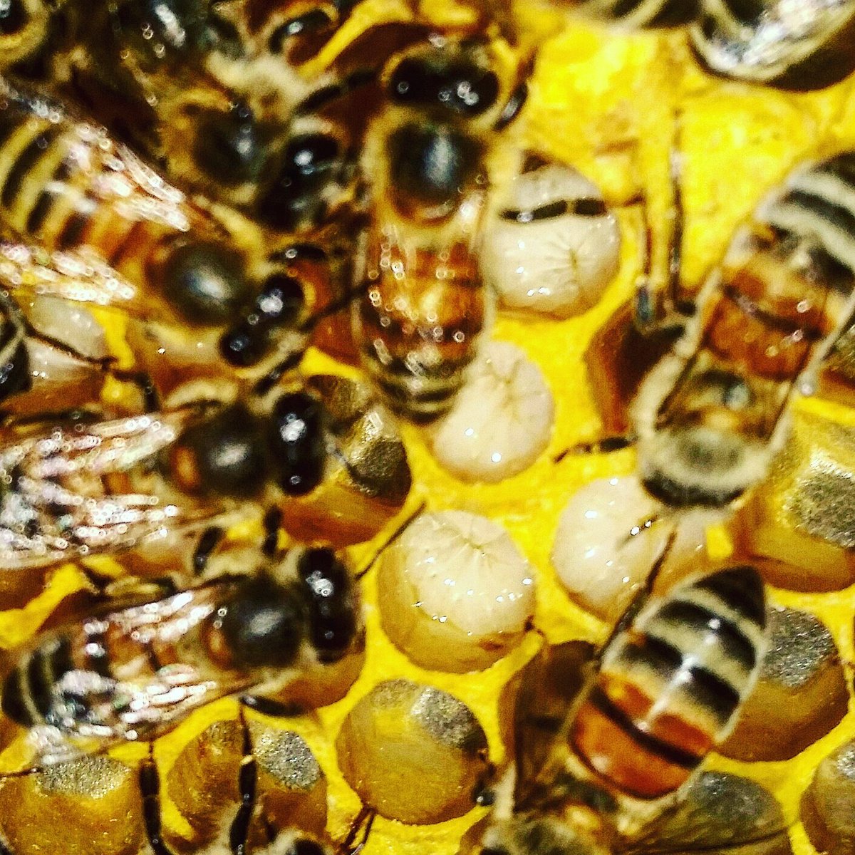 OxxBeekeeping's tweet image. #OxxBeekeeping #Healthy #BeeLarve #Beekeeping #Bees #Honey #HoneyBees #SaveTheBees #Pollinators #BeeComing