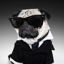 karlanevarez11's tweet photo. q lindos son los perros salchichas y pugs https://t.co/Nfglg47THh