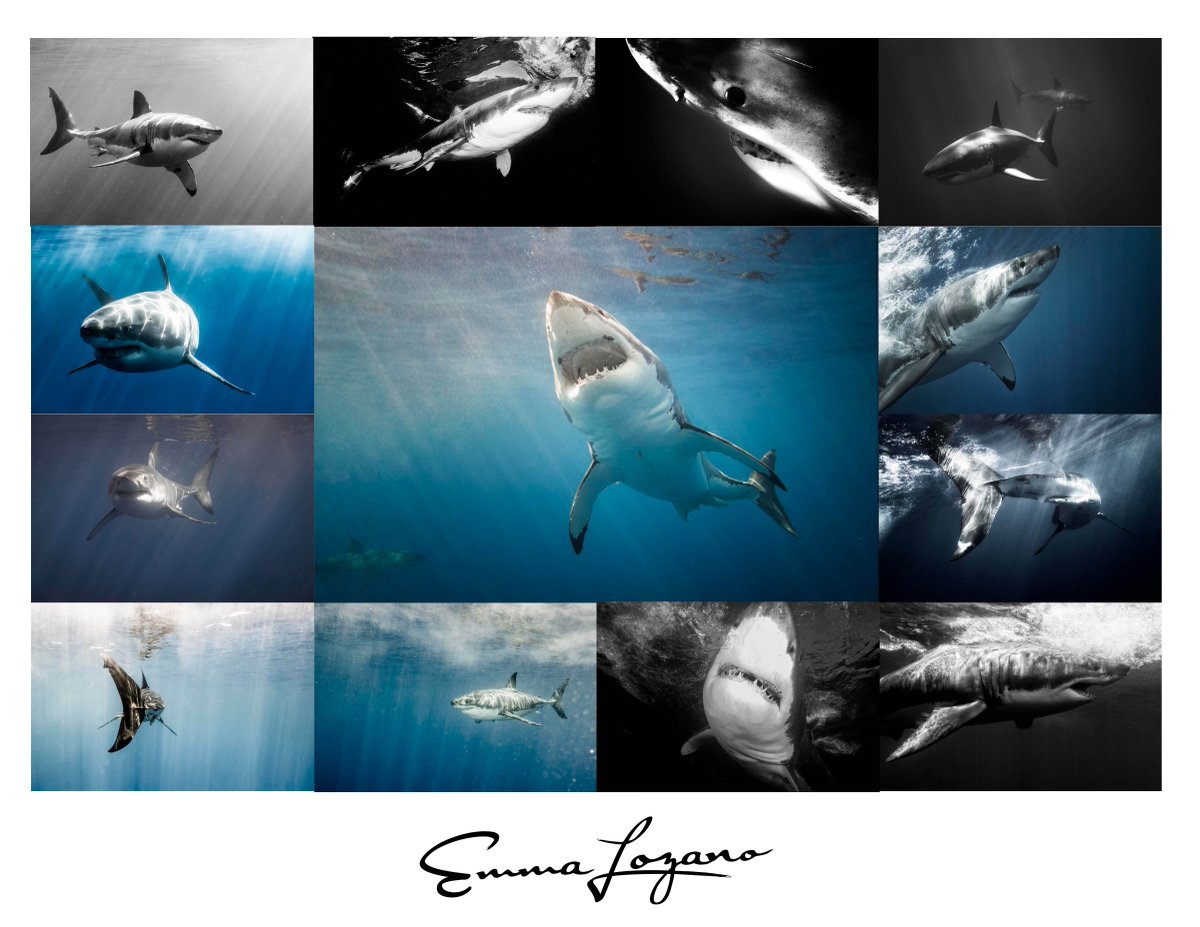 yosoymexicano's tweet photo. En México nuestro mundo marino también es increíble #TiburonBlanco #IslaGuadalupe @yosoymexicano @EmmaLozanoPhoto https://t.co/q2Vc5sGDmL