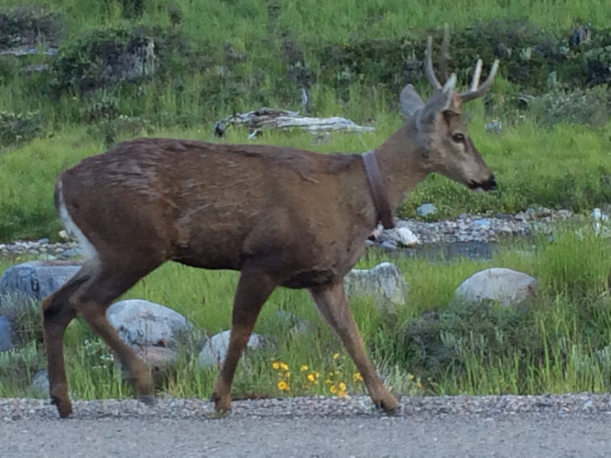 eduard0__p's tweet photo. Si viene a #Patagonia sea prudente, Huemules cruzan la carretera y no usan chaleco reflectante. Cuidemos al #Huemul https://t.co/w2Bqp8xFW3