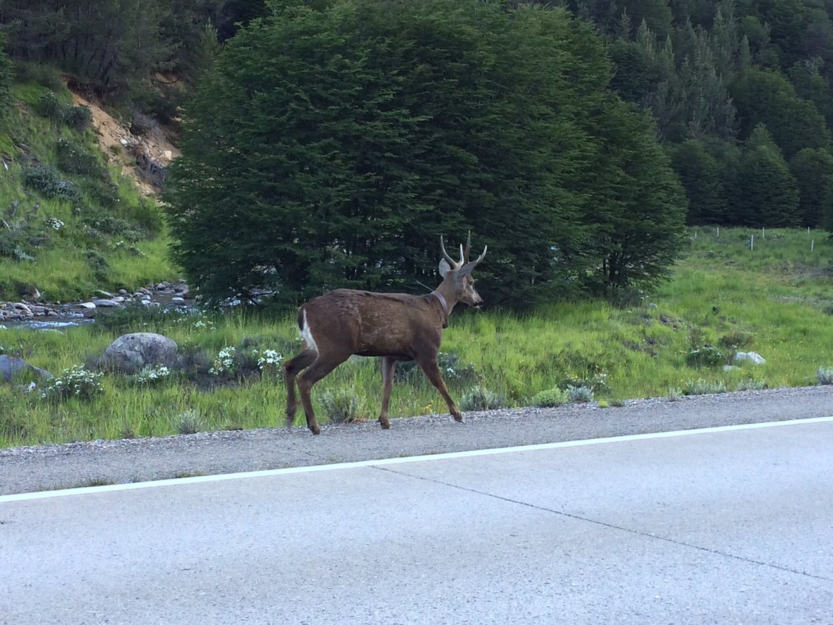 eduard0__p's tweet photo. Si viene a #Patagonia sea prudente, Huemules cruzan la carretera y no usan chaleco reflectante. Cuidemos al #Huemul https://t.co/w2Bqp8xFW3