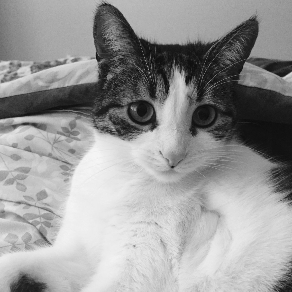 pennybrowncat's tweet photo. #donteven https://t.co/AY7K2qBHMY