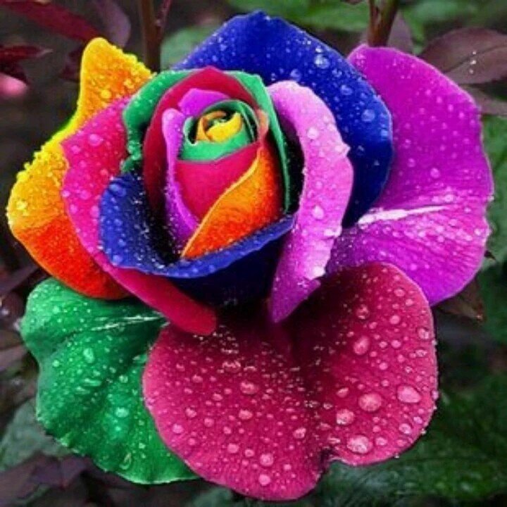 SaraUpdate's tweet photo. กุหลาบสีรุ้งมีจริงหรือ? 
ตอบ มีจริงๆ 
นี่คือ Rainbow roses
จาก บ.ดอกไม้ที่ "ฮอลแลนด์" https://t.co/jcCOw2INcS