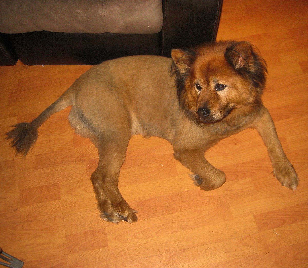 dogs_dig's tweet photo. This is what can happen when dad decides to be the barber... #DogsDig #SapphoBear #DailyDog #Chow #GermanShepherd https://t.co/SFBNT9zGSW