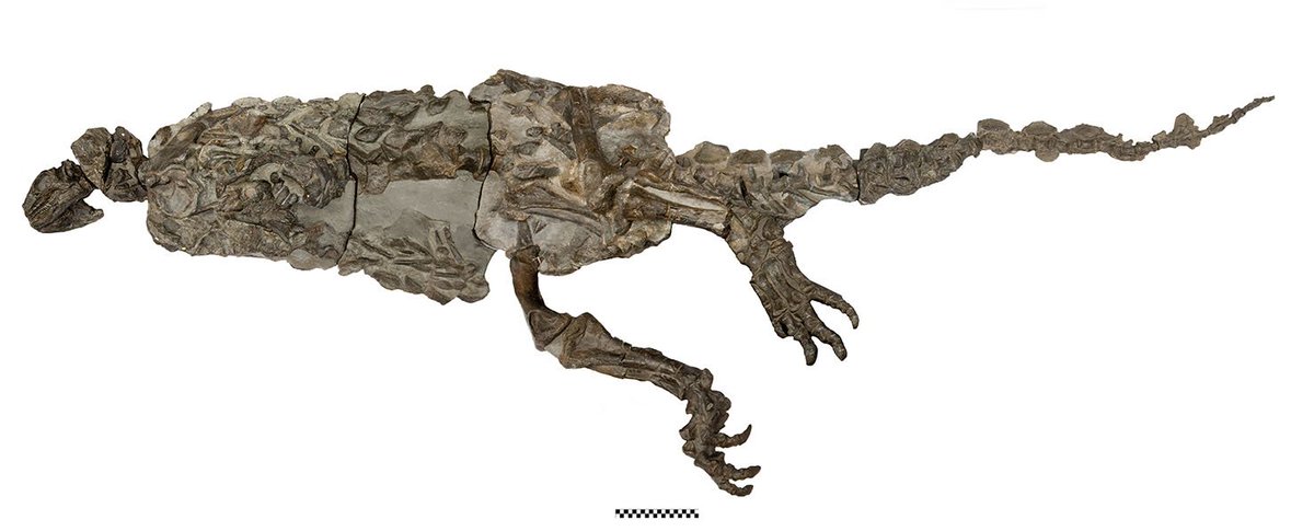 scelidosaurus fossil