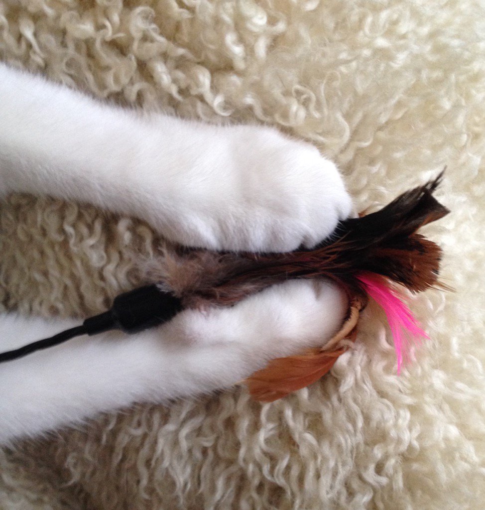 BuggyLouNYC's tweet photo. Feather toy didn't stand a chance this morning. #CatsOfTwitter #hunter #feathertoy #adventurebug https://t.co/JMIIcfG9As