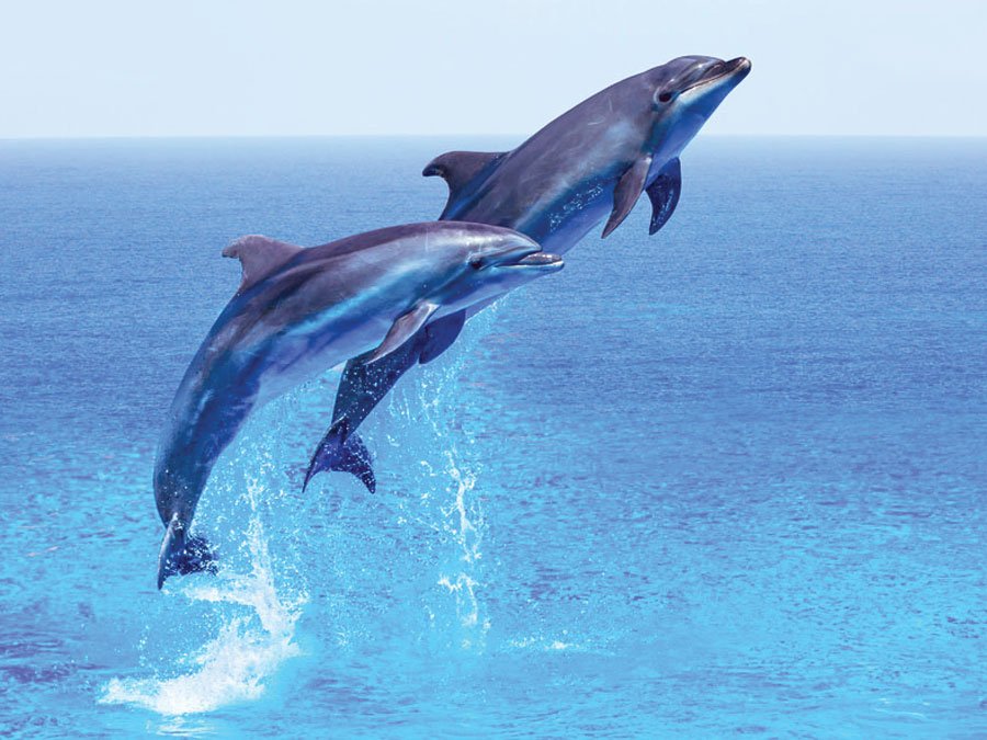 Britannica's tweet photo. March is #DolphinAwarenessMonth. Why are dolphins still threatened? #EB5at5 #Spotlight https://t.co/5ogtsmFbie https://t.co/SHIc610kQK