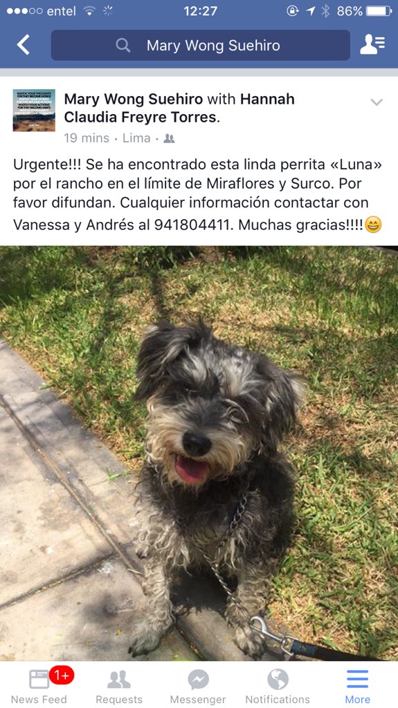 marywong2011's tweet photo. Perrita perdida en los alrededores del Rancho. Por favor difundir!!! #perroperdido #GrupoCaridad #Matchcota #Guau https://t.co/6ssRm1EWGc