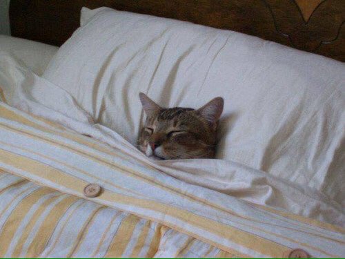CuriosoTwit's tweet photo. —¿Qué tal tus vacaciones? 

— https://t.co/VlisEXeLPK