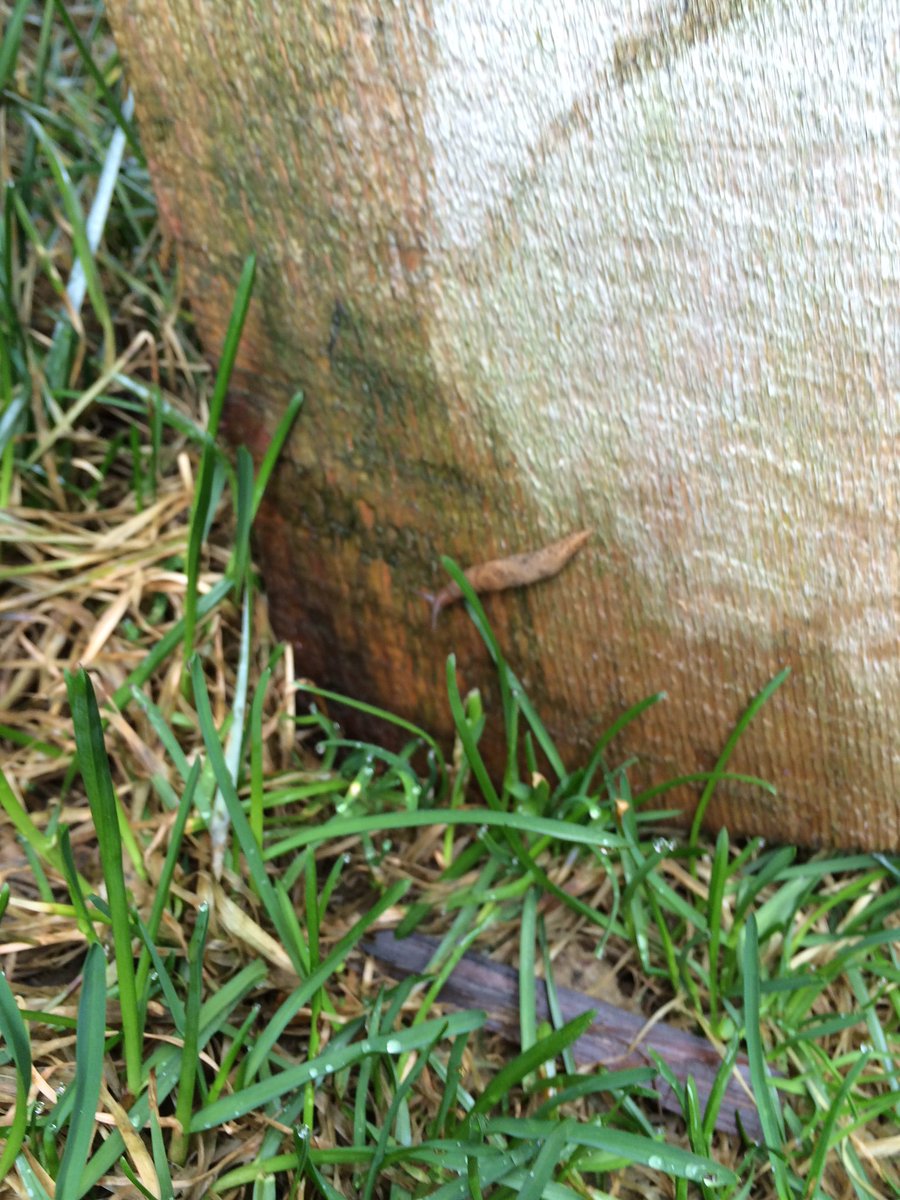 ArtsXtwit's tweet photo. No one would give Doug the slug a slimy hug because slimy Doug is a slimy slug bug #simmonesays https://t.co/W9wmQaEYy3