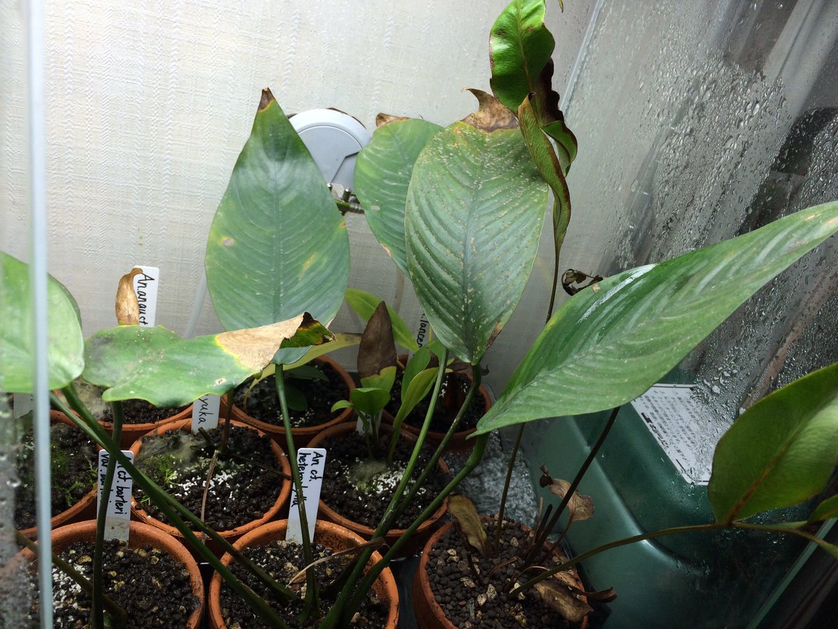 豊津商店 No Twitter カメルーン便は結局 2種類を駄目にしてしまった 逆に言えば2種類残ったのは幸運だった ちなみにヘテロフィラの隣の シダは巨大化し過ぎたのでシダテラリウムから抜いてきたミミモチシダ さすがにマングローブは成長が早い T Co