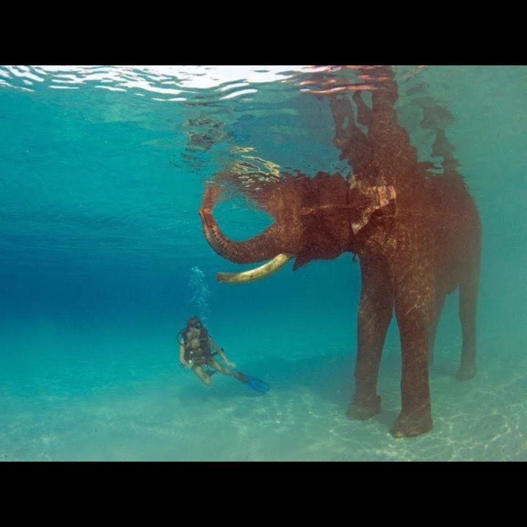 Adventurefull_'s tweet image. I NEED to go to Thailand 🌊🚤