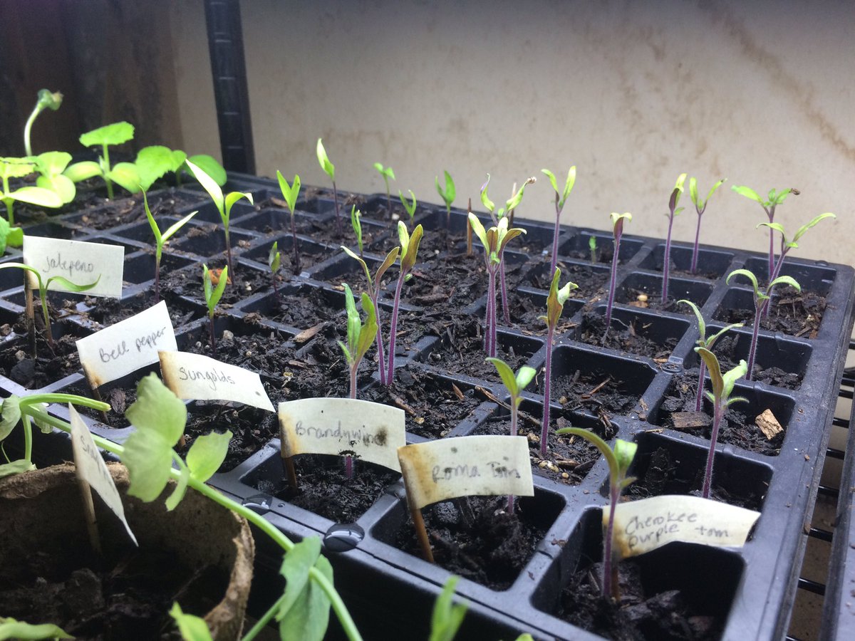 JenBrownies's tweet photo. Ready for summer #garden #sprouts #greenthumb #urbangardeners #rooffarm #veggies #diy #spring https://t.co/QnNbChaF2n