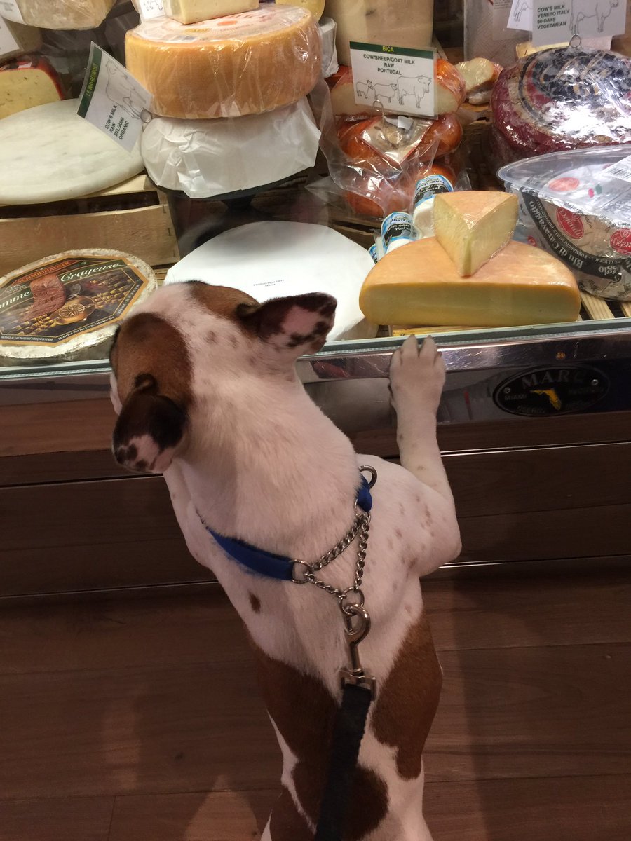michaelhtan's tweet photo. #ronniethefrenchie picking out some cheese for tonight's spread @lapetiteepicure #hudsonNY https://t.co/I9x6wCQHiM