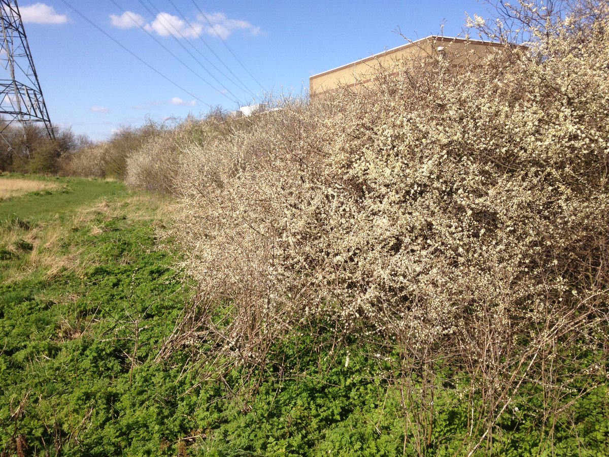 etlawlor1's tweet photo. #Spring has just picked up a notch #coppermillfields #walthamstowmarshes @LeeValleyPark https://t.co/oMbrNLMj6p
