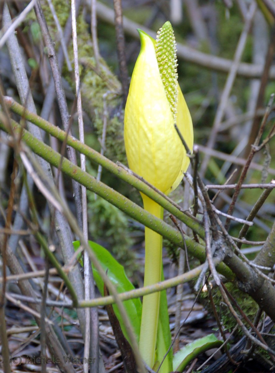 MishaPeep's tweet photo. Lysichiton americanus or yellow skunk cabbage. #WashingtonPlants #WetlandPlants #Botany https://t.co/1DUNLi6BB8