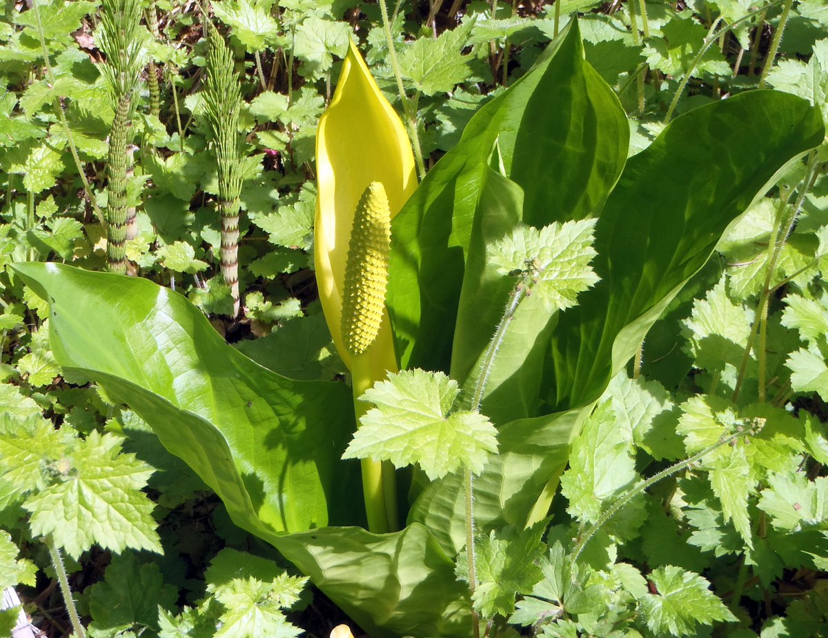 MishaPeep's tweet photo. Lysichiton americanus or yellow skunk cabbage. #WashingtonPlants #WetlandPlants #Botany https://t.co/1DUNLi6BB8