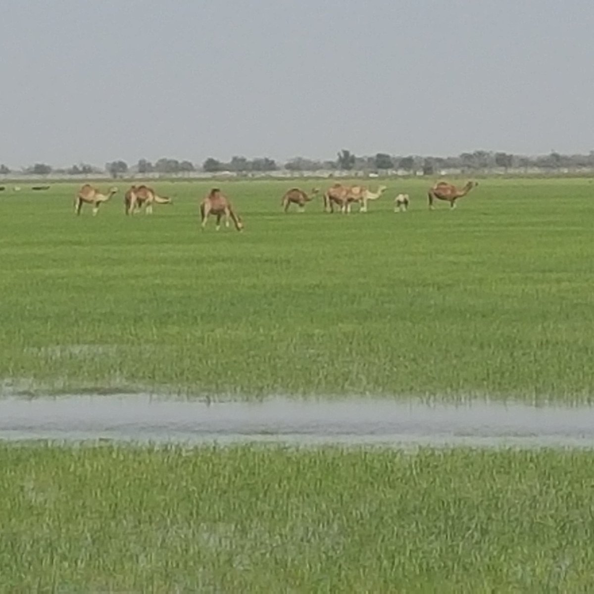 محوت / الجوبة 😍😍😍😍
تصويري