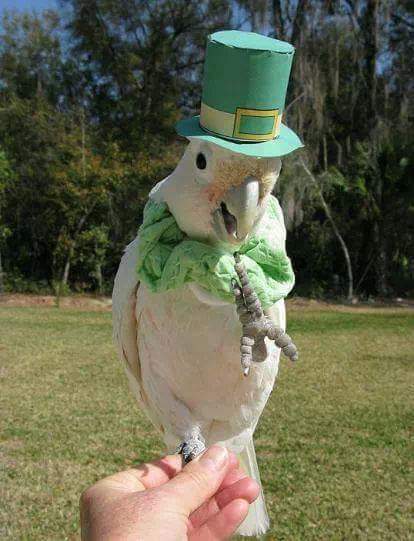 WeParrots's tweet photo. https://t.co/j8v2LioL3n