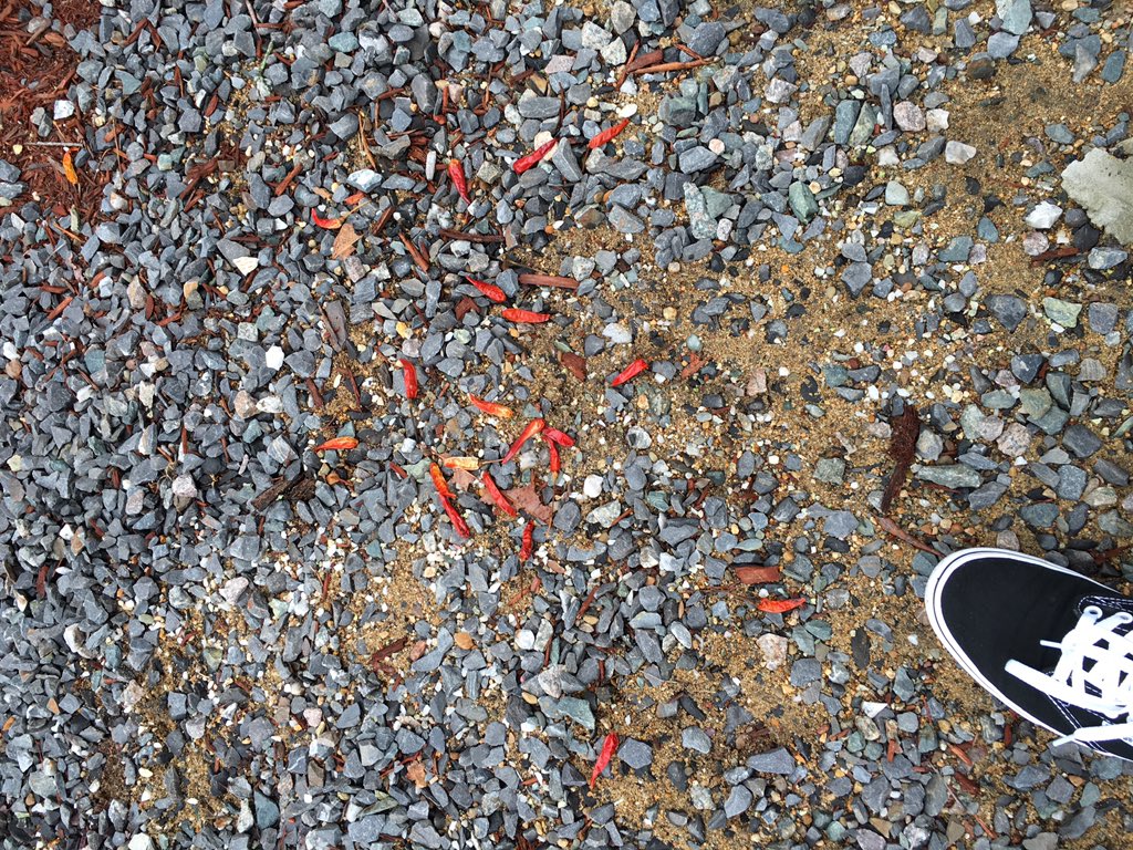 ariannareid's tweet photo. yeah I guess it's kinda chili out here https://t.co/pFzjLOT0tv