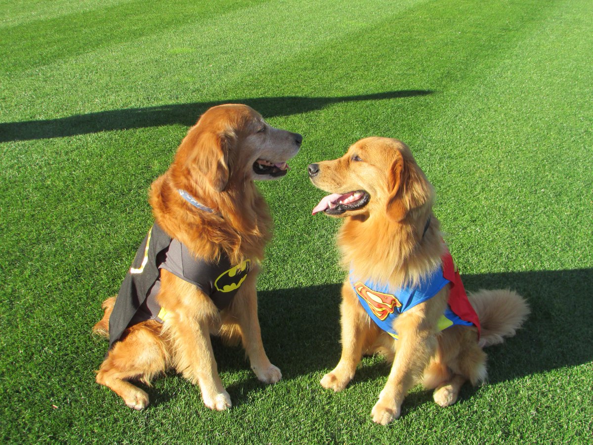 E_Lipsman's tweet photo. Derby &amp; Rookie are doing their own version of #BatmanvsSuperman on the field. Thanks to @Fetch4pets. https://t.co/OwFZ8tUvmi