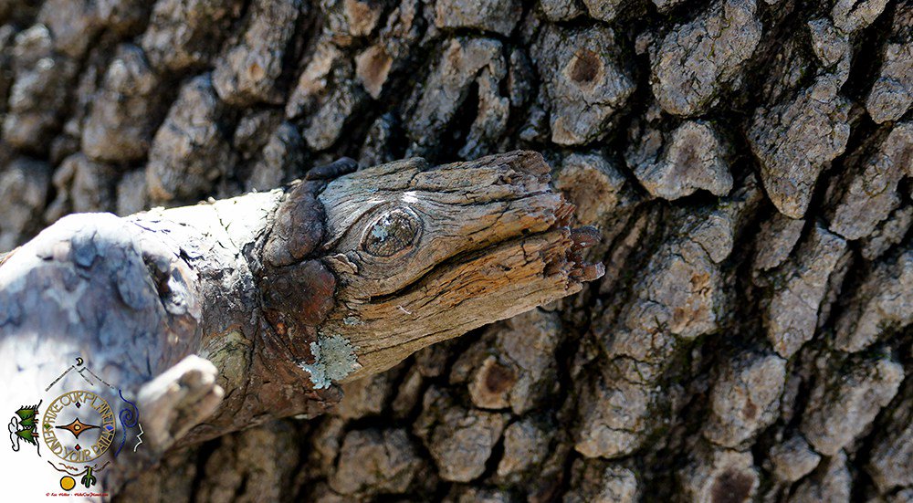 HikeOurPlanet's tweet photo. The #Art Of #Nature #Forest #Serpent #Hiking #Photography #optoutside #whywehike #hikeourplanet https://t.co/ldFBUei3i4 https://t.co/dNTXGFY0va