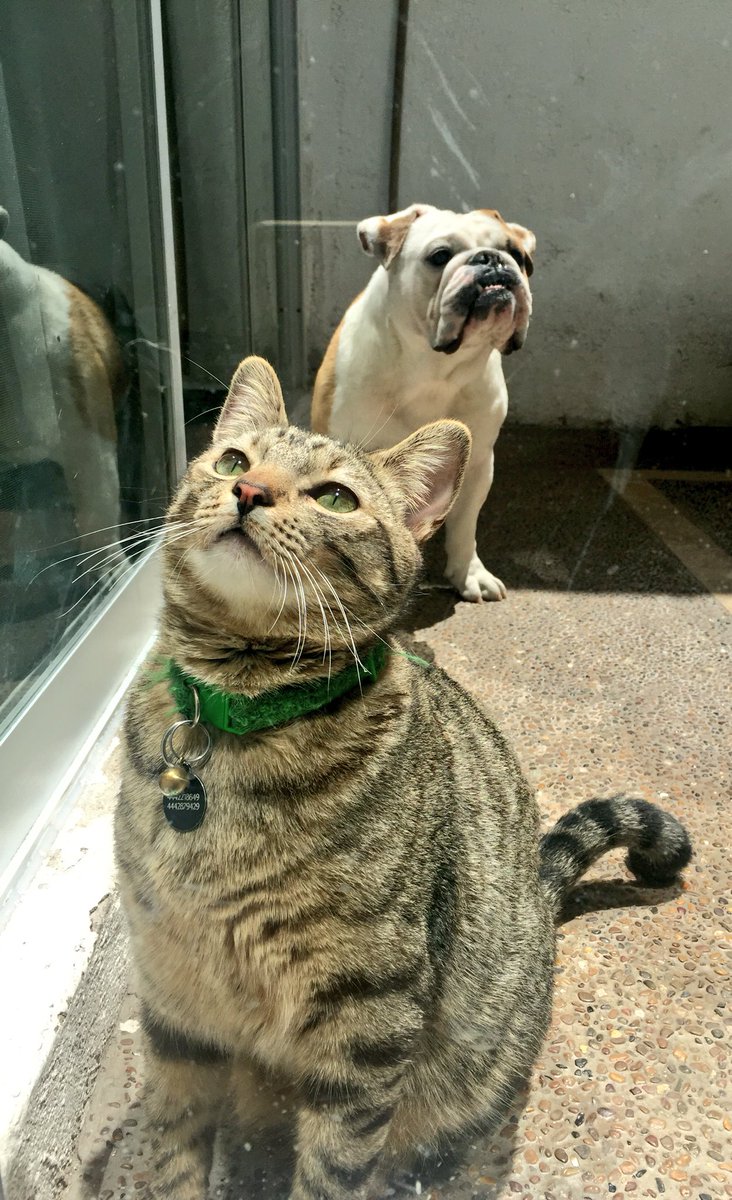 AreliPaz's tweet photo. Las diferencias no son obstáculo para ser amigos... #Mimingo y #Tyson https://t.co/UsRmKGtSZq