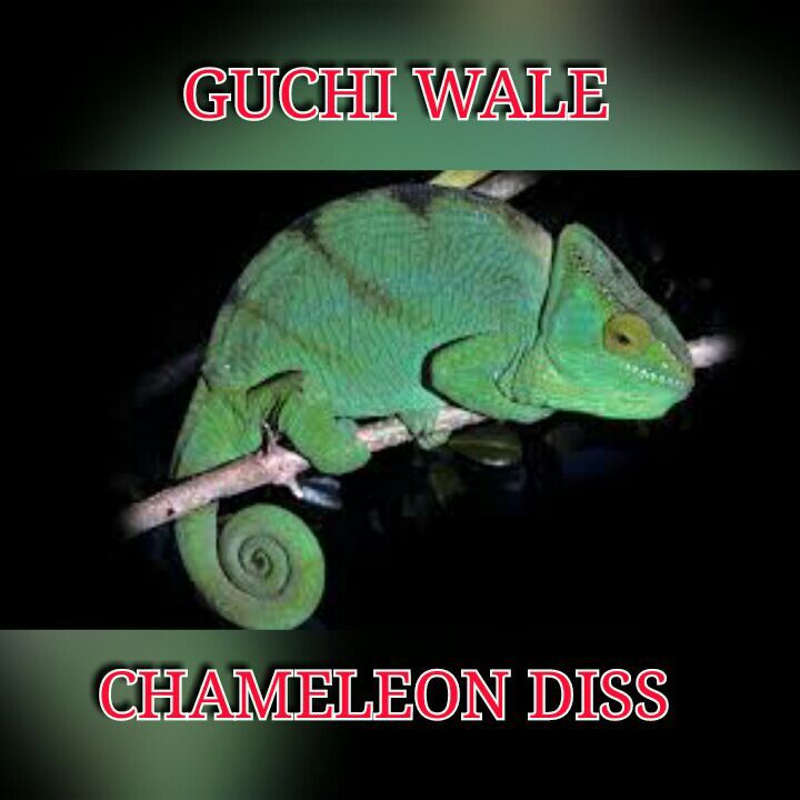 хамелеон буденновск телефон