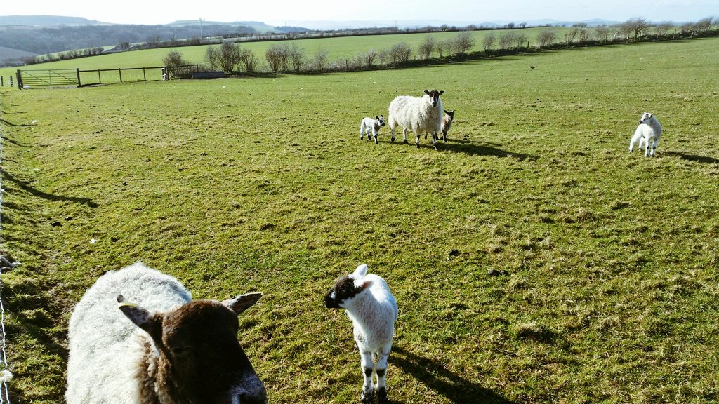 GorwellBarn's tweet photo. The lambs are enjoying the views and the sunshine at Gorwell! #GoodFriday #spring https://t.co/KSVJYHdKI0