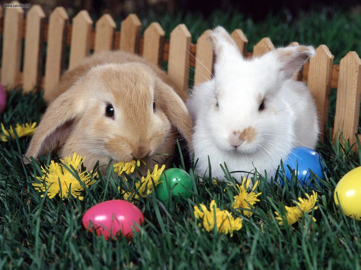 chore_seek's tweet photo. Get all your chores done before company comes over for #Easter! Find out more at https://t.co/ib46wOG1oX https://t.co/44bNkwWPbG