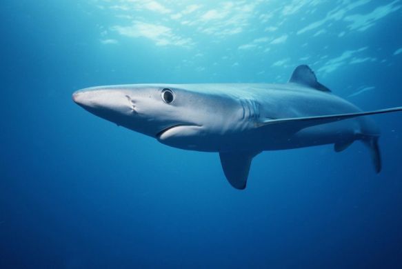 padiaware's tweet photo. Is the tide turning in favor of sharks? #BritainsSharks #Time4Sharks #NoLimitsNofuture https://t.co/g0ll9I2EAX https://t.co/NmLStW6uf4