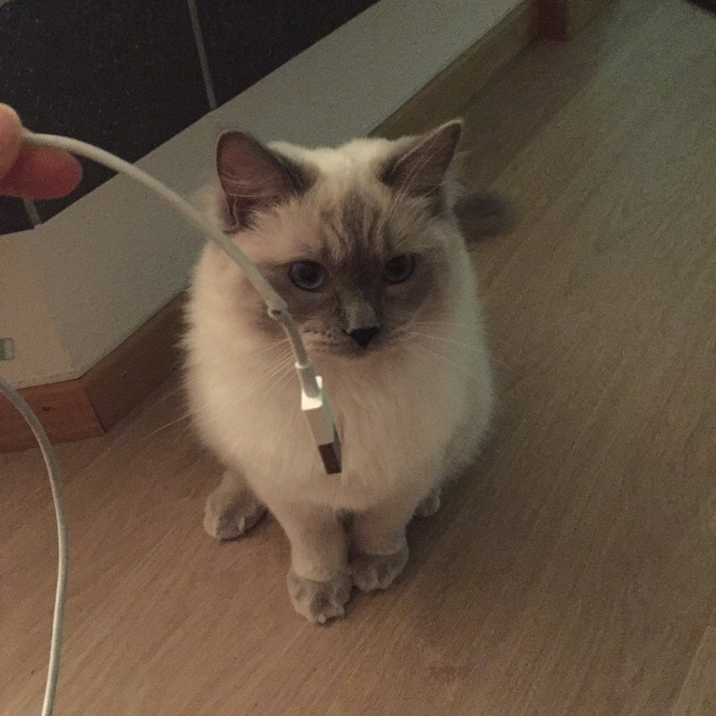 MahraRahimi's tweet photo. I think he is really proud of himself... #expensivekittentoy https://t.co/sYNeETazVc