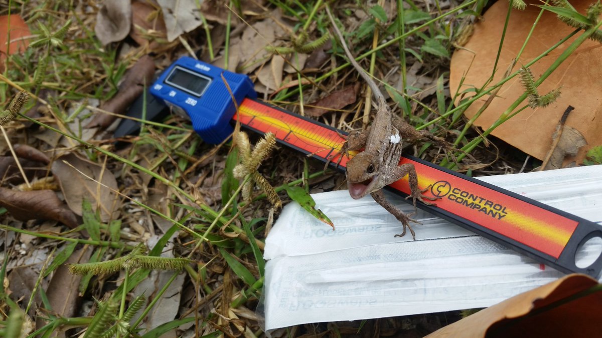 AFeralHolobiont's tweet image. My new #fieldassistant. #anolissagrei #fieldwork @AnoleAnnals