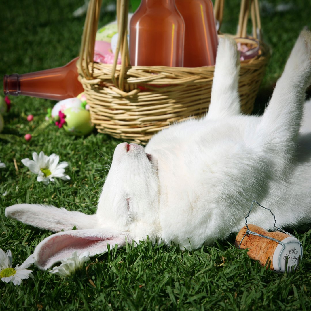 StreetSmartsQLD's tweet photo. Remember, you can still be over the limit in the morning. Stay safe out there. #Easter #JoinTheDrive #DryDriver https://t.co/L4O4cju7Cy