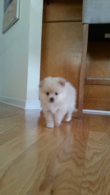 Little Peanut is the first pic, Hope is in the action shot. Dexter wasn't cooperative . https://t.co<a href="/tag/reversecycling"class="tags"><span>#reversecycling</span></a>